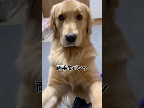 散歩の時間教えてくれるモンちゃんgoldenretriever ゴールデンレトリバー サムネイル