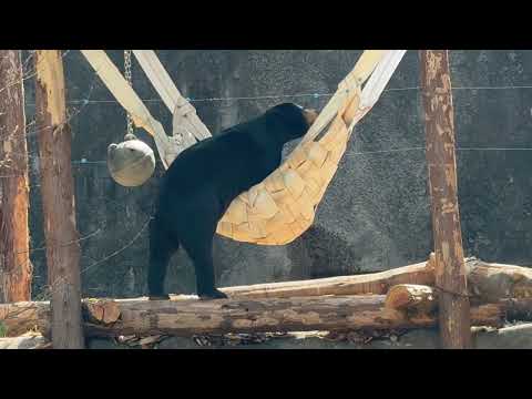 マーチンくんとハンモック😊　マレーグマ　のんほいパークにて　2026年4月3日 サムネイル