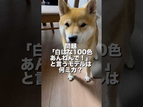 柴犬とん君は、モデルにも詳しいのか？　柴犬　柴犬とん サムネイル