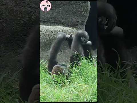 cute gorilla 😆 gorillatag taipeizoo 金剛猩猩 台北市立動物園 funny shor…