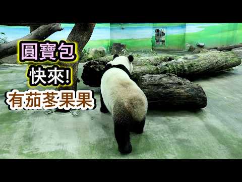 圓寶下班前喜獲茄苳果,哥哥和圓寶的搞笑互動XD|Giant Panda Yuan Bao,圆宝,貓熊,大貓熊,大熊貓|… サムネイル
