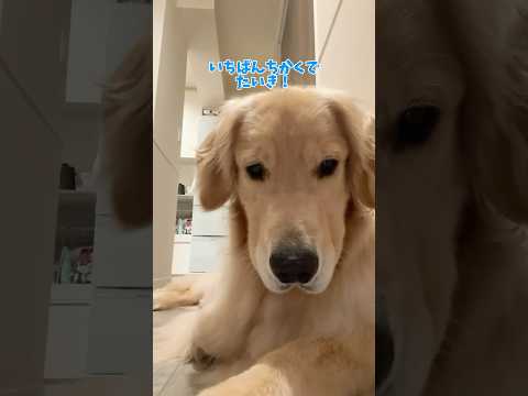 忠犬コロッケ 大型犬 ゴールデンレトリバ サムネイル