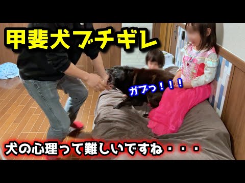 初公開！甲斐犬一休ナイトルーティン！と思ったらえらいことになりました サムネイル