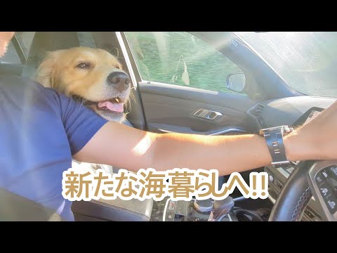 新たな海暮らしへの道。ゴールデンレトリバーティト サムネイル