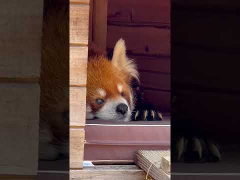 shorts お耳ピクピク風太くん　レッサーパンダ　千葉市動物公園にて　2026年2月23日 サムネイル