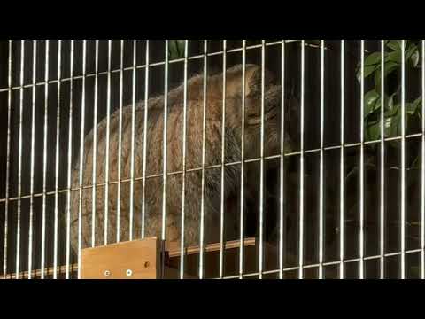 昼下がりのノブ ヒデ ヤス　マヌルネコのこども　東山動植物園にて　2025年12月12日 サムネイル