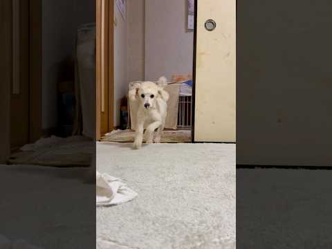 shorts 今日のタローちゃん　トイプードル　2026年4月6日 サムネイル