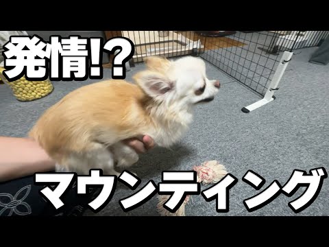 遊んでいたら急に発情してマウンティングする愛犬チワワ… サムネイル