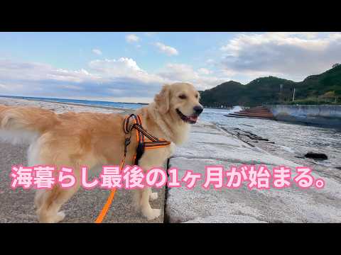 勝浦の海暮らし最後の1ヶ月が始まる。ゴールデンレトリバーティト サムネイル