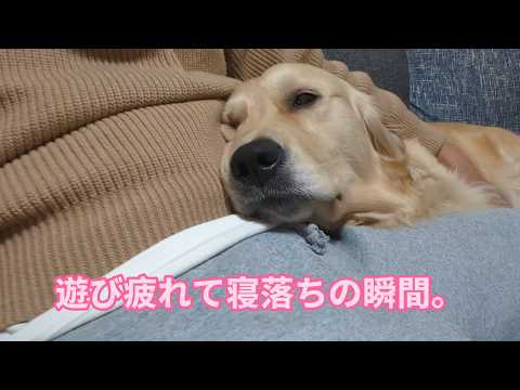 大型犬の遊び疲れて寝落ちの瞬間。ゴールデンレトリバーティト サムネイル
