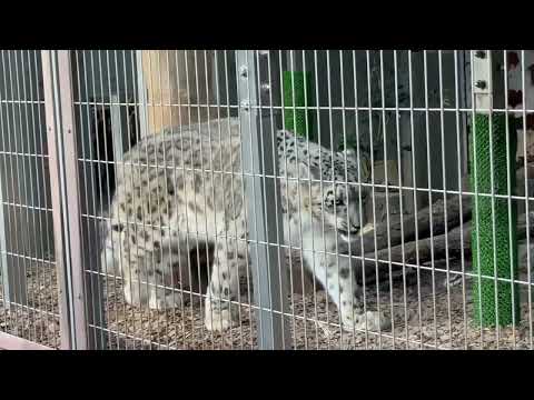 リアンちゃん　ユキヒョウ　東山動植物園にて　2025年12月12日 サムネイル