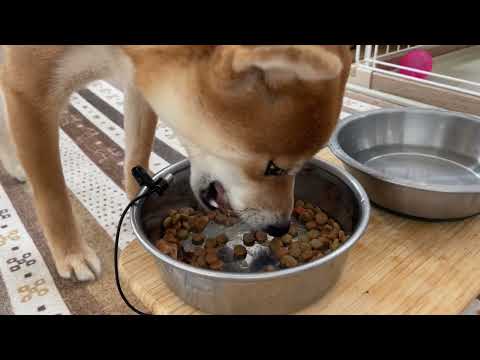 【柴犬小夏】豚のトマト煮をガッツリいただきます！ASMR　最近得意なポーズ サムネイル