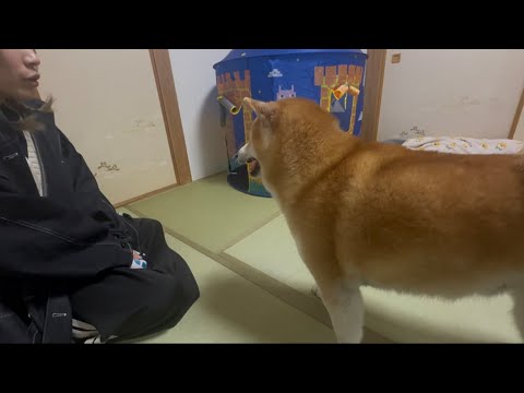 柴犬福 新曲披露後の姉と柴犬🤣Sister and Shiba🤣 サムネイル
