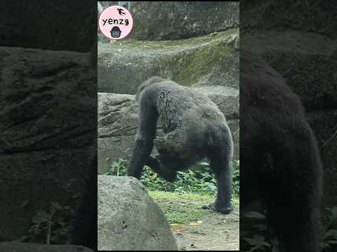 Jabali可愛拍拍 gorilla gorillatag taipeizoo 金剛猩猩 台北市立動物園 animals サムネイル