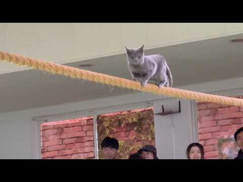 がんばれ！がんばれ！ワカバ！！なかなか見れない猫によるショー ザ・キャッツ(午前)    那須どうぶつ王国にて　202… サムネイル