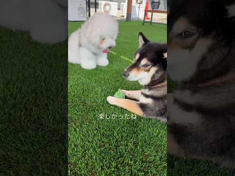 愛犬のための素敵なお店に行ってきたよ！　GRASS伊勢志摩店　ROCCA&FRIENDS CREPERIE 伊勢志摩店… サムネイル