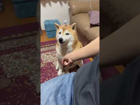 柴犬福 姉と柴犬の謎すぎる遊び🤣Sister and Shiba🤣姉と柴 shorts 柴犬 shibainu the… サムネイル