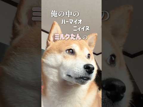 柴犬こむぎのデートプランどう？ サムネイル