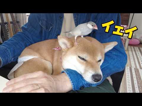 文鳥にはされるがままな柴犬小夏　チキンは大好物ASMR サムネイル