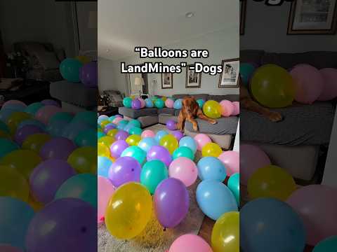 “Balloons are LandMines” -Dogs