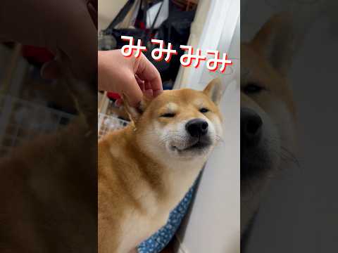 柴犬とんニューシングル『みみみみみみみみみみみみみみみの唄 feat.ゴジラ』　柴犬　柴犬とん