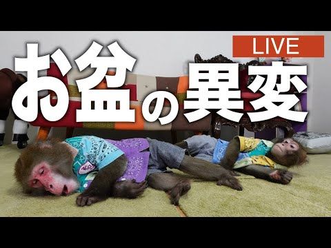 疲れたのでとにかくまったりする生配信