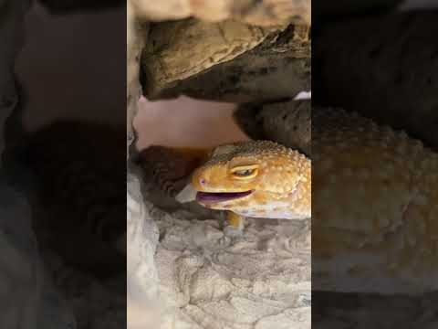 自分の抜け殻を美味しそうに頬張るヒョウモントカゲモドキ♪shorts ヒョウモントカゲモドキ レオパ サムネイル