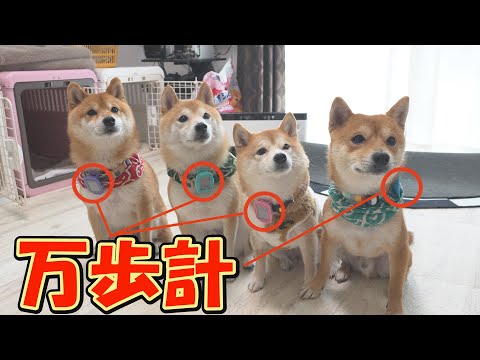 太り続ける柴犬が何歩歩くのか測定したら、衝撃の結果が出ました・・・ サムネイル