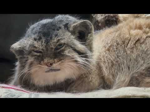 眠そうなプリームラちゃん☺️ マヌルネコ　上野動物園にて　2026年2月6日