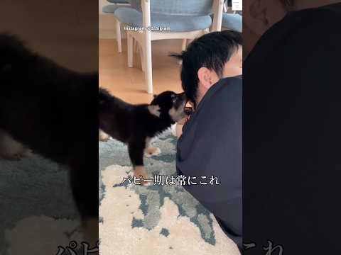 噛まれる日常、これがパピー期🐶　#パピー　#子犬　#かわいい #柴犬　#黒柴 サムネイル