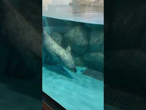 shorts ゴマフアザラシのもなかさん　のんほいパークにて　2026年2月13日 サムネイル