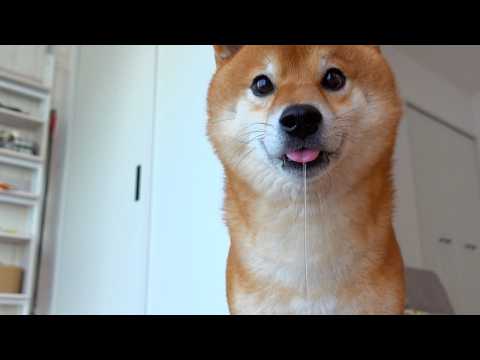 柴犬の沼、軽い気持ちで入ると危険です。 サムネイル