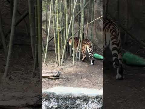 shorts 竹林にサーシャちゃん　アムールトラ🐯　浜松市動物園IMG 8338