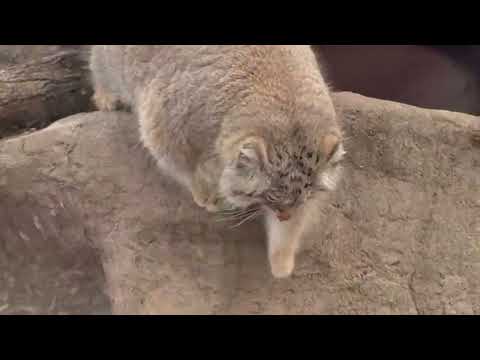 何度も姿見せてくれるが長居はしないオリーヴァちゃん💦　マヌルネコ　埼玉県こども動物自然公園にて　2026年3月7日 サムネイル