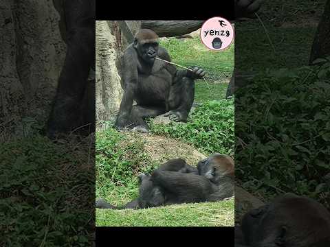 Jabali is planning to play a prank on his mother😆 gorilla g… サムネイル