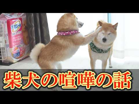 【初公開】多頭飼いの現実と４兄妹の喧嘩事情。仲良しの秘訣は意外な教育方法でした。 サムネイル