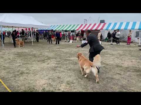 別角度で撮影 大阪東八尾愛犬クラブ展 ゴールデンレトリバー BOB決定まで フクマル君BOB イロハBOS サムネイル