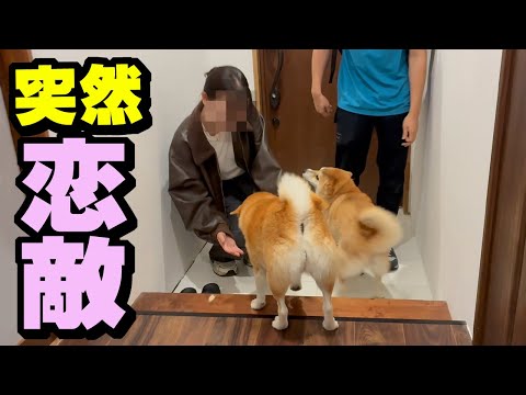 突然、兄が彼女を連れて来たら柴犬姉妹の反応は…妹の嫉妬が爆発 サムネイル