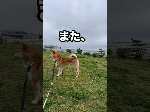 柴犬とん君といると笑いが絶えません😆　柴犬　柴犬とん サムネイル