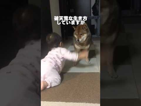 大役に任命された柴犬🐕 サムネイル