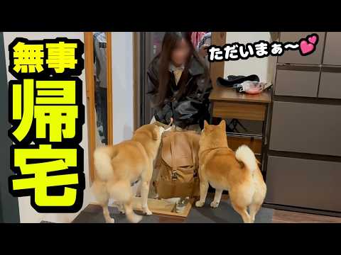 心配していた娘が３日ぶりに柴犬姉妹と再会へ サムネイル