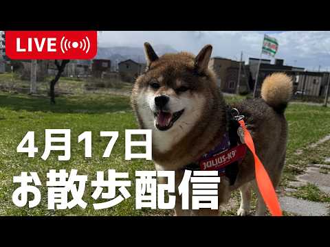 【半日位で消します】4月17日朝の散歩LIVE サムネイル