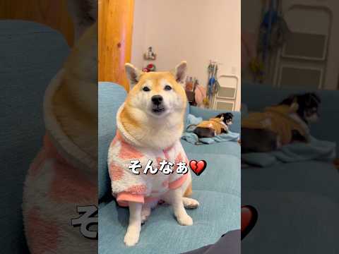 おやすみ🐶💤#柴犬 #チワワ #shorts サムネイル