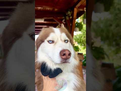 3 Dog Breeda You Should Avoid if you Live in the City short… サムネイル
