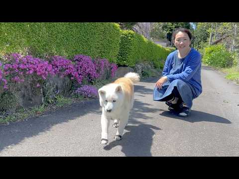 目が悪くなってきても、まだまだたくさん歩きたい柴犬１６ちゃい１１ヶ月。 サムネイル