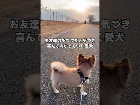お友達の白チワワだと気づき嬉しそうに近づいていくロングコートチワワ チワワ ロングコートチワワ 看板犬 小型犬 サムネイル