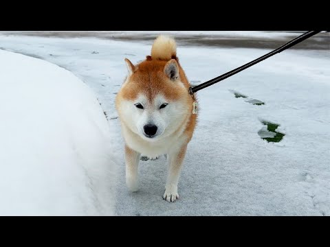 おすまし顔の柴犬がすたすた通り過ぎる動画 サムネイル