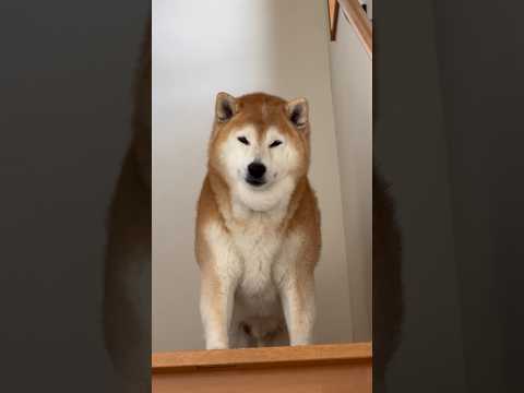 柴犬福 兄を勇まし過ぎる姿で出迎える柴犬🤣Bro and Shiba🤣shorts japanesedog 柴犬 sh… サムネイル