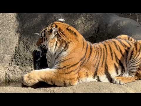 お気に入りだからペロペロもタイヤさんにしてあげる♪ アムールトラのサーシャちゃん　浜松市動物園にて　2026年2月15日 サムネイル