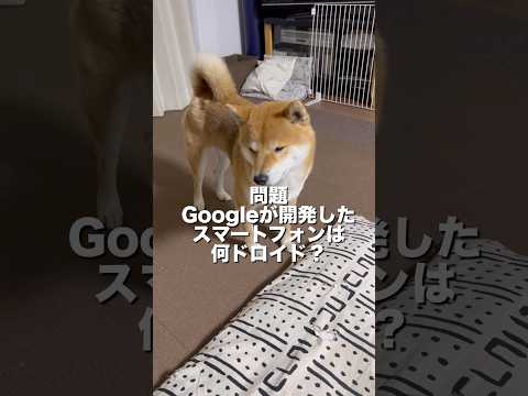 柴犬とん君「アン」ドロイドを答えることができるのか！？　柴犬　柴犬とん サムネイル